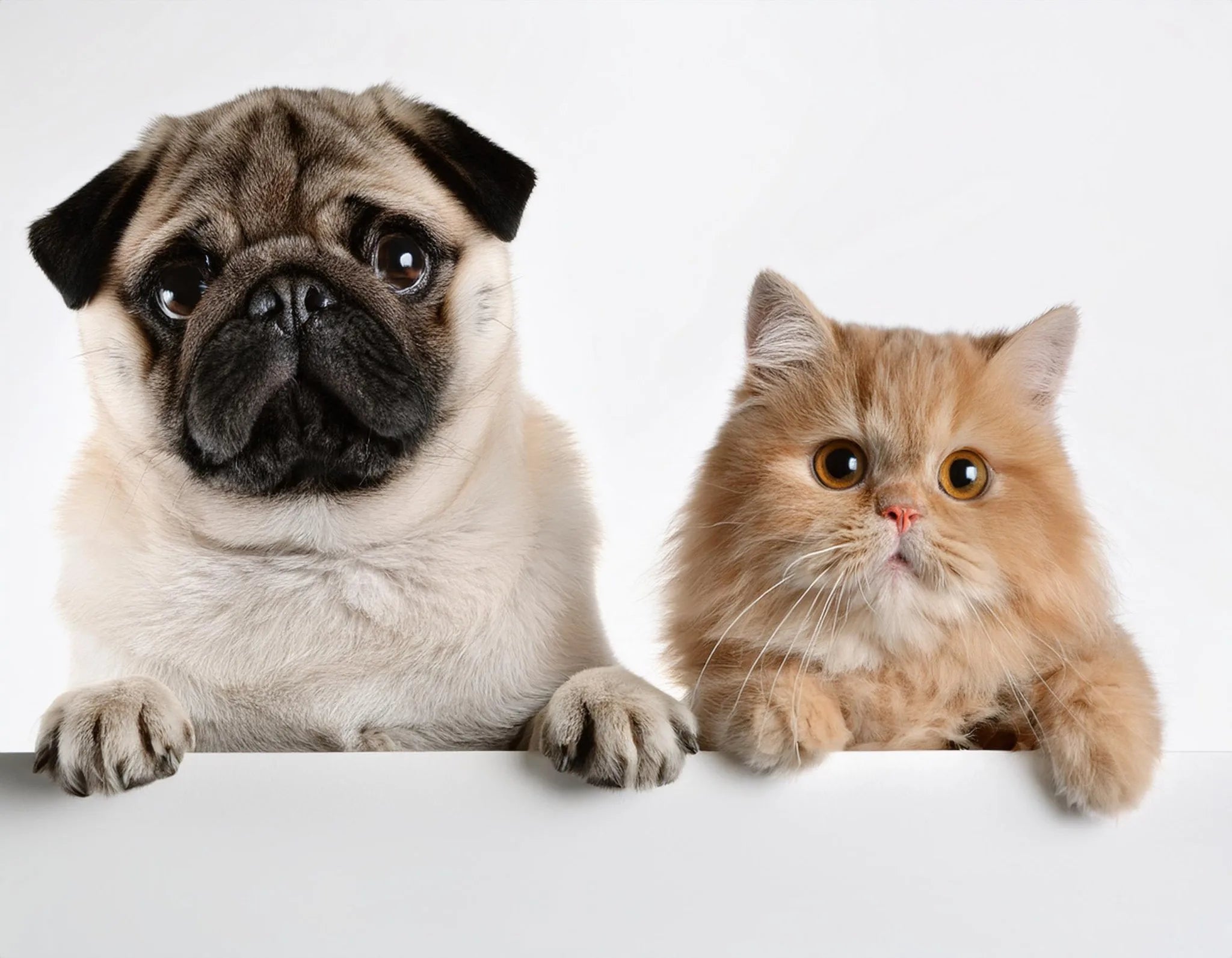 Obezitatea la Câini și Pisici: Costurile Surprinzătoare ale Acelor Extra-Recompense