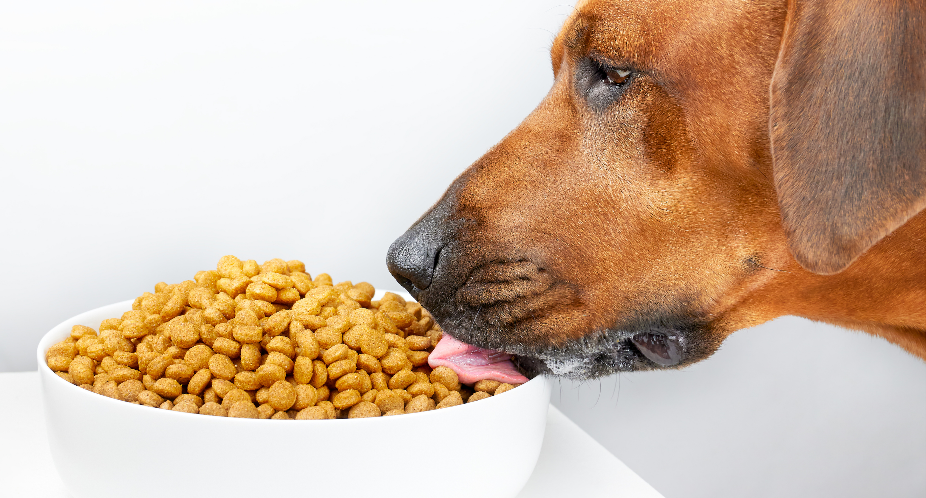 Hrană uscată Câini