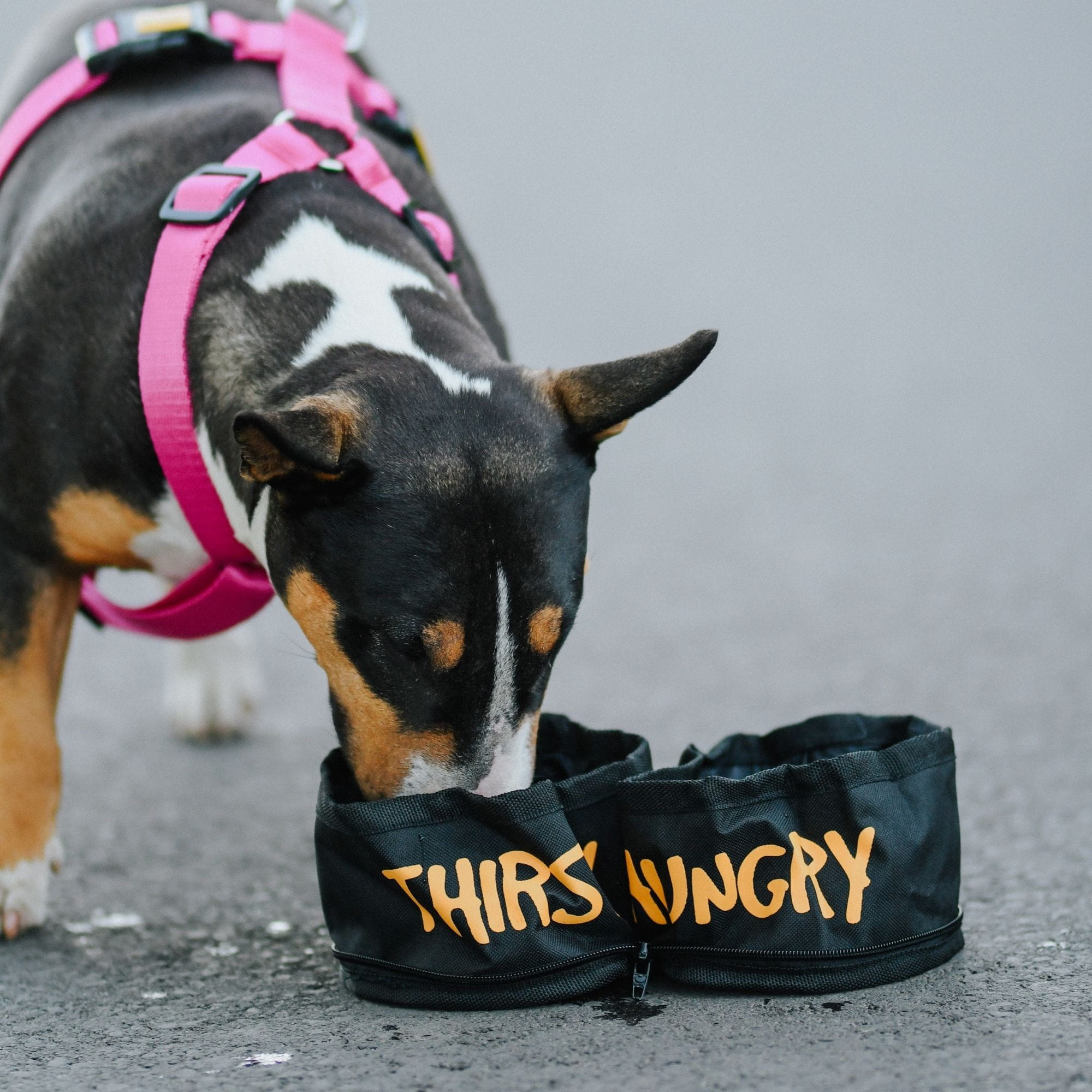 Двойна сгъваема пътна купа Magellan