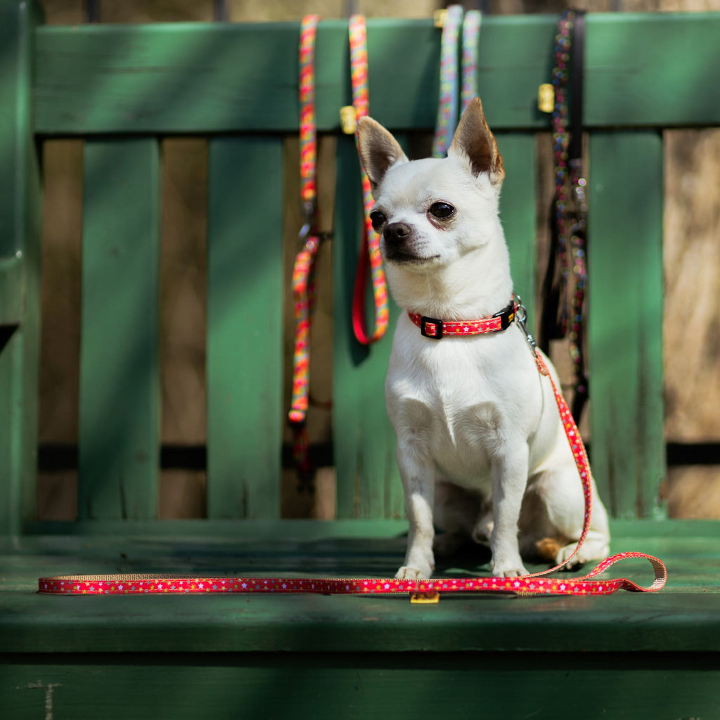 Каишка за малки кучета и котки Америка