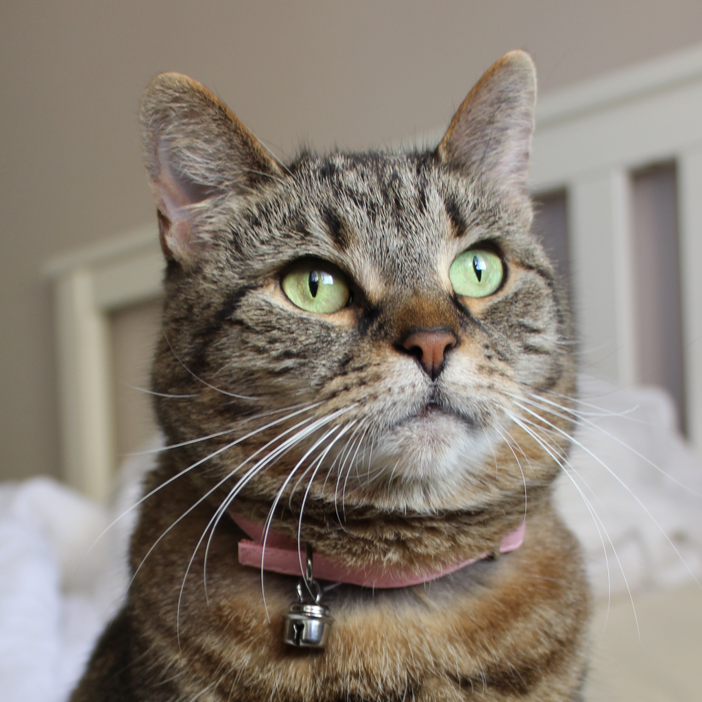 Основна котешка каишка