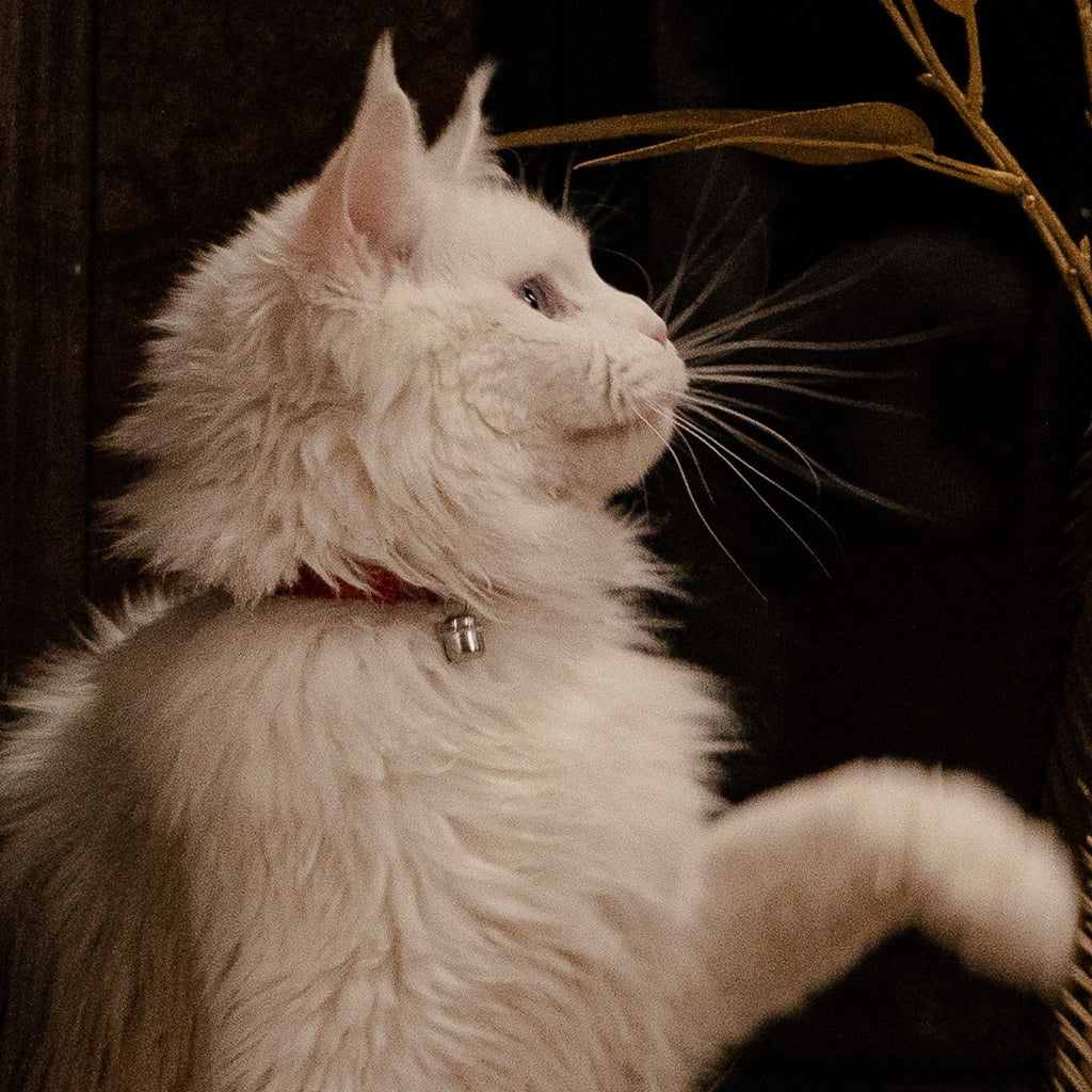 Текстилна яка с презрамка