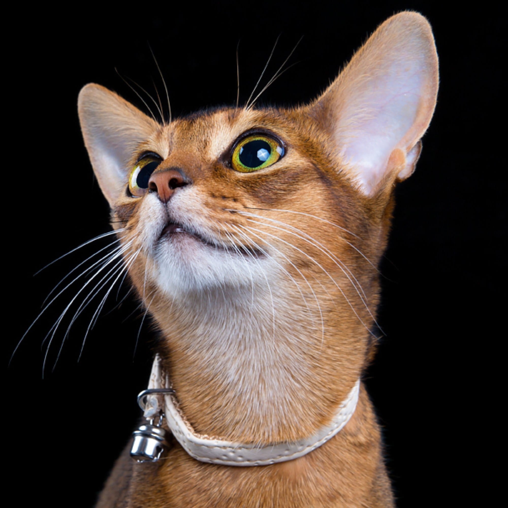 Елегантна котешка каишка