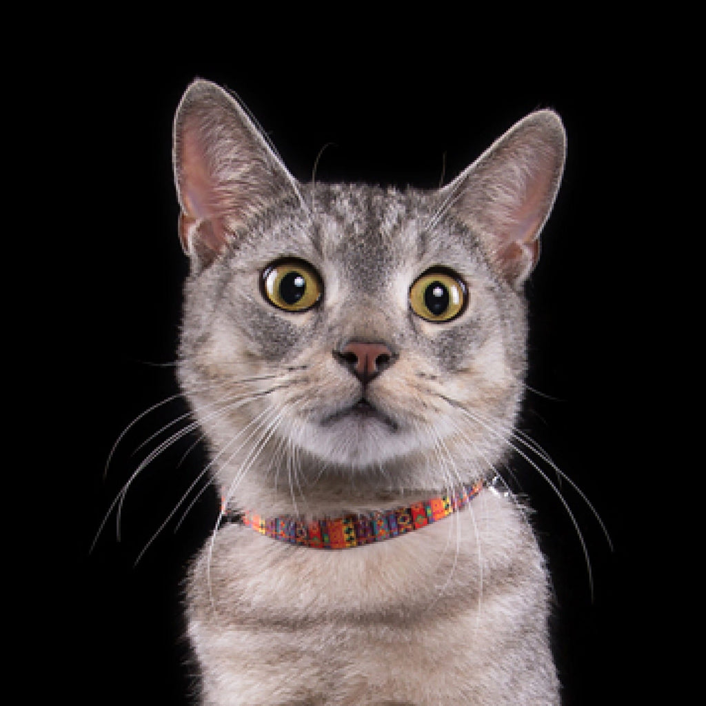 Американски нашийник за котки с подвижен звънец