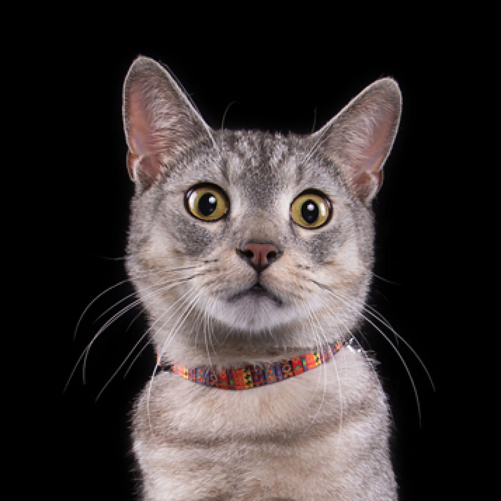 Американски нашийник за котки с подвижен звънец