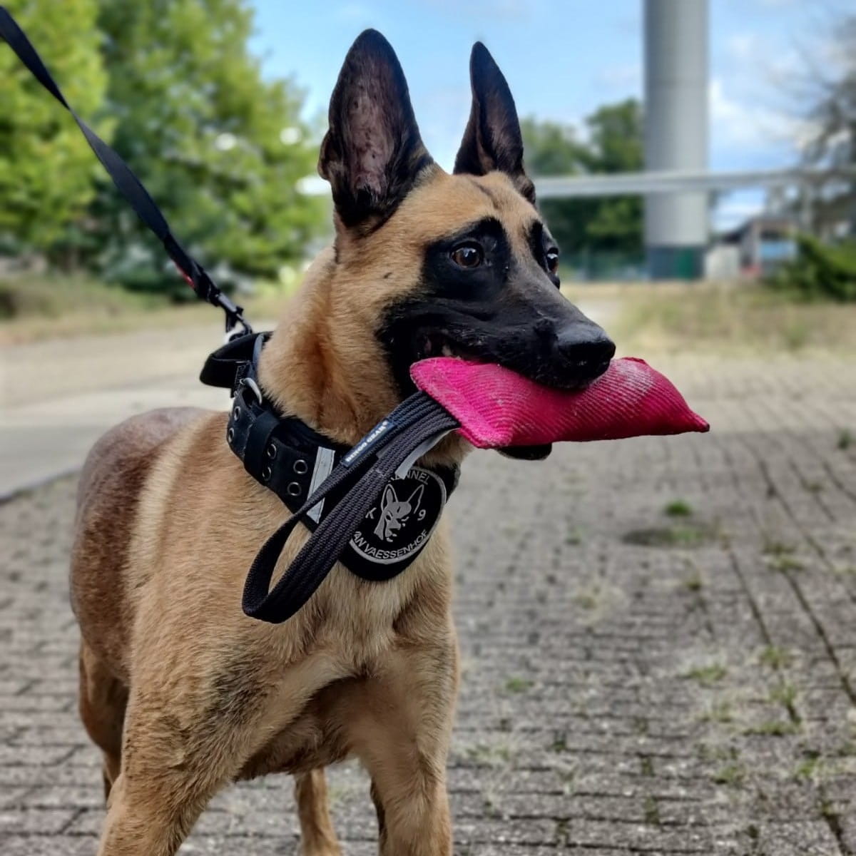 Dingo Gear – Играчка за дърпане на куче Nylcot с дръжка
