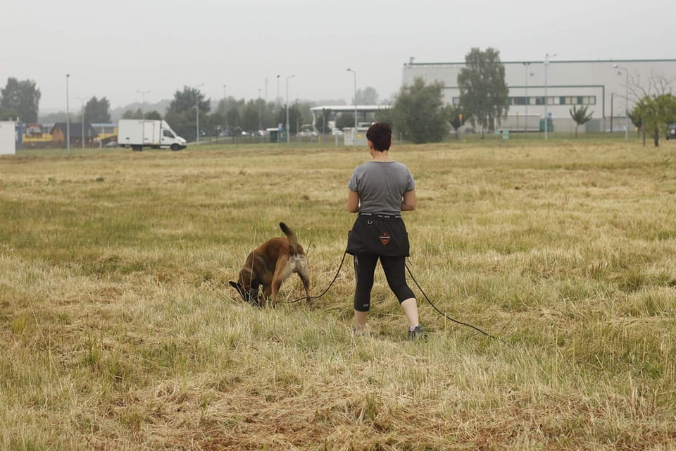 Dingo Gear – Obiect pentru urmă din material nețesut