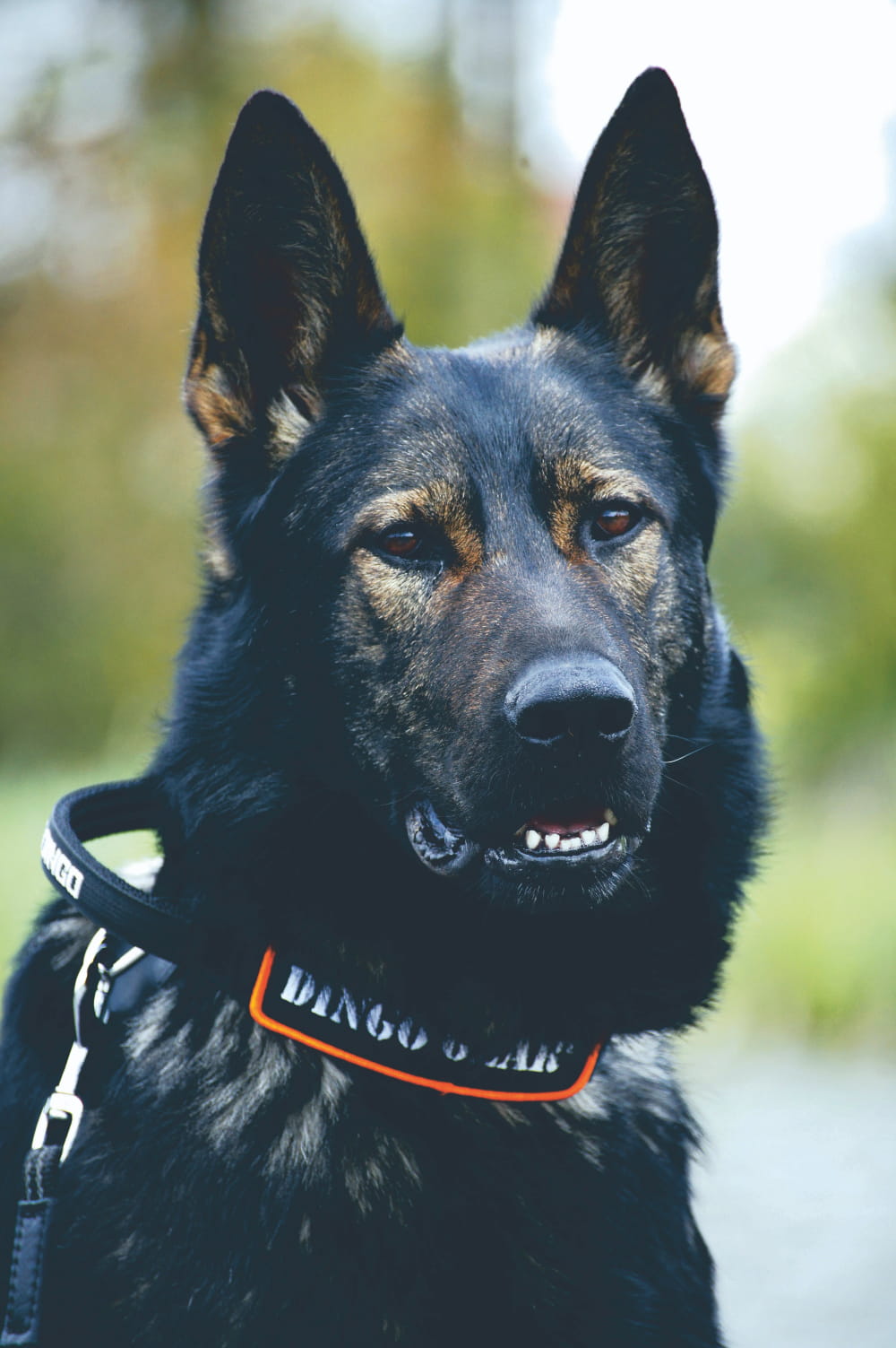 Dingo Gear – Zgardă tactică COBRA cu mâner, maro coyote și negru