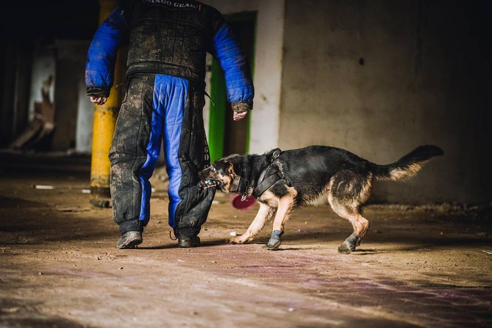 Dingo Gear – Costum de protecție completă pentru mușcătură (full bite)