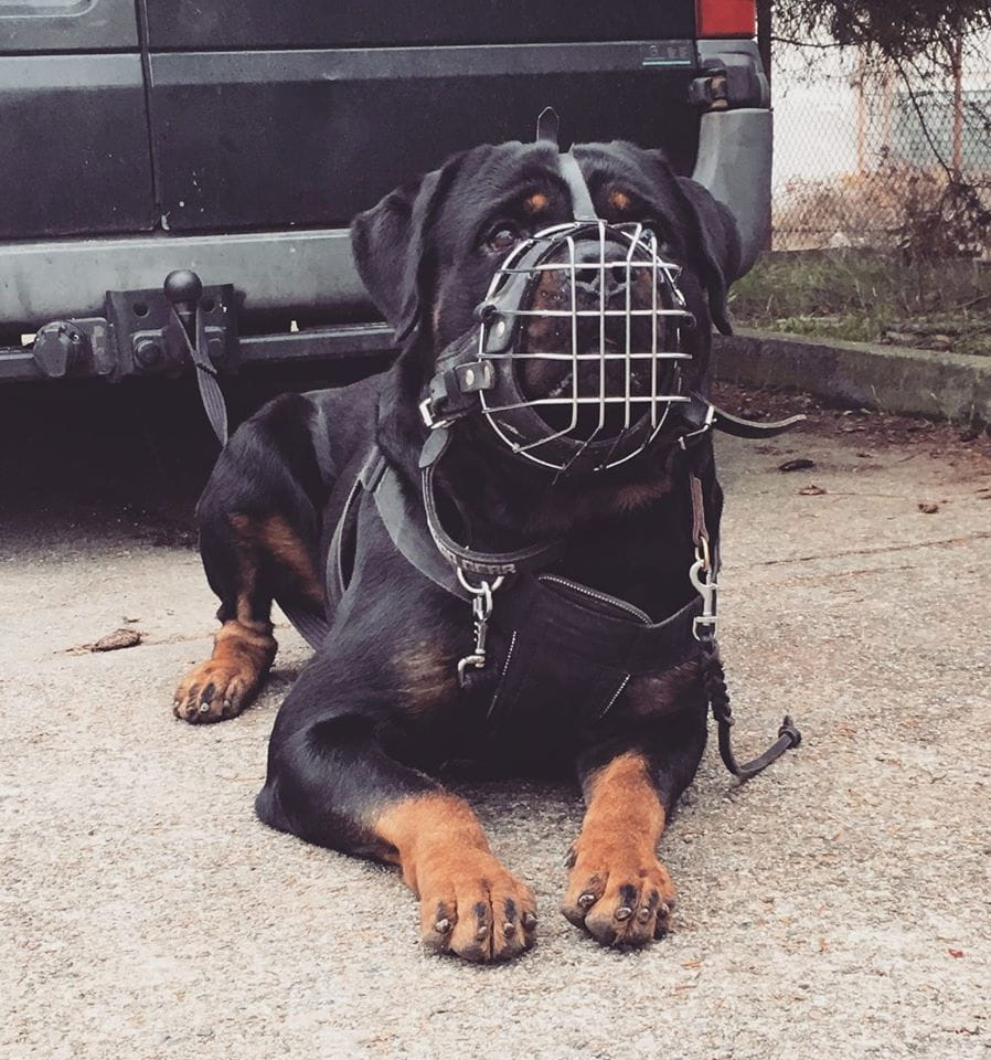 Dingo Gear – Botniță metalică întărită pentru Rottweiler