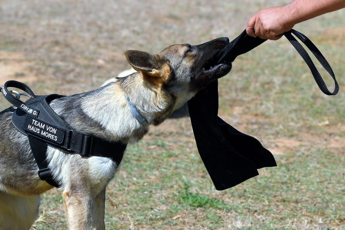 Dingo Gear – Jucărie tug „rag” din piele moale, cu mâner