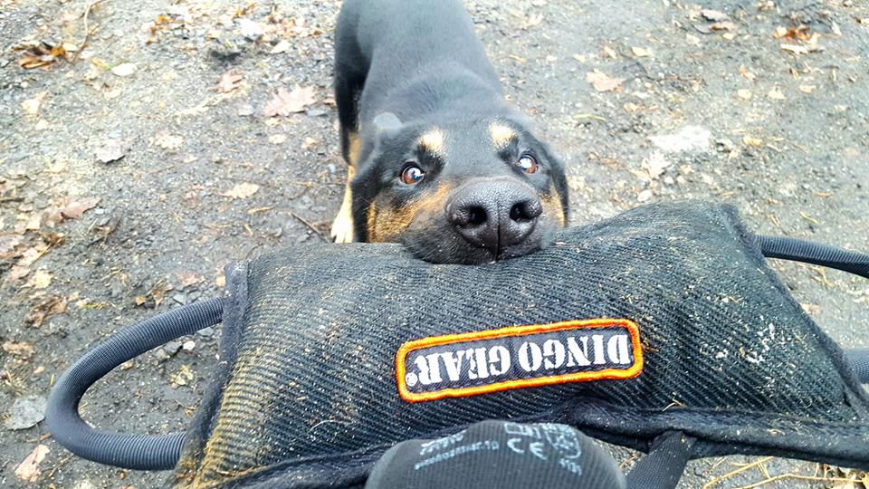 Dingo Gear – Подсилен клин за захапка Nylcot