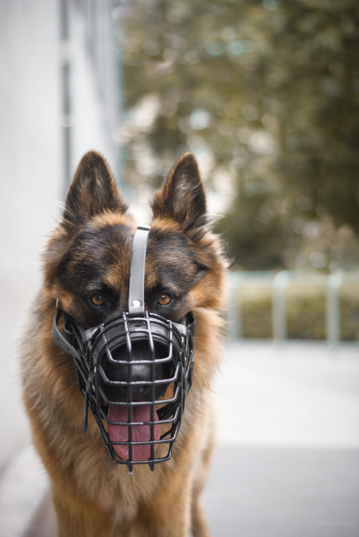 Dingo Gear K-9 физиологичен намордник за немска овчарка