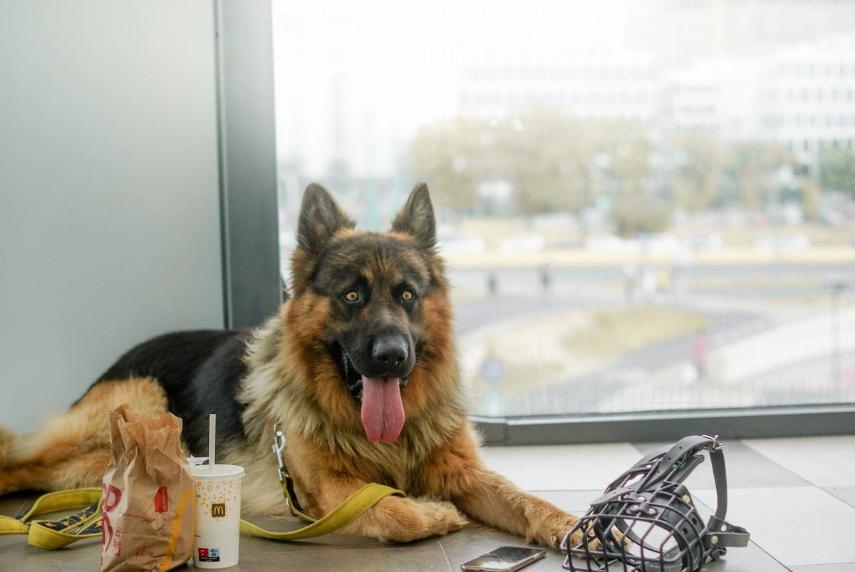 Dingo Gear K-9 физиологичен намордник за немска овчарка