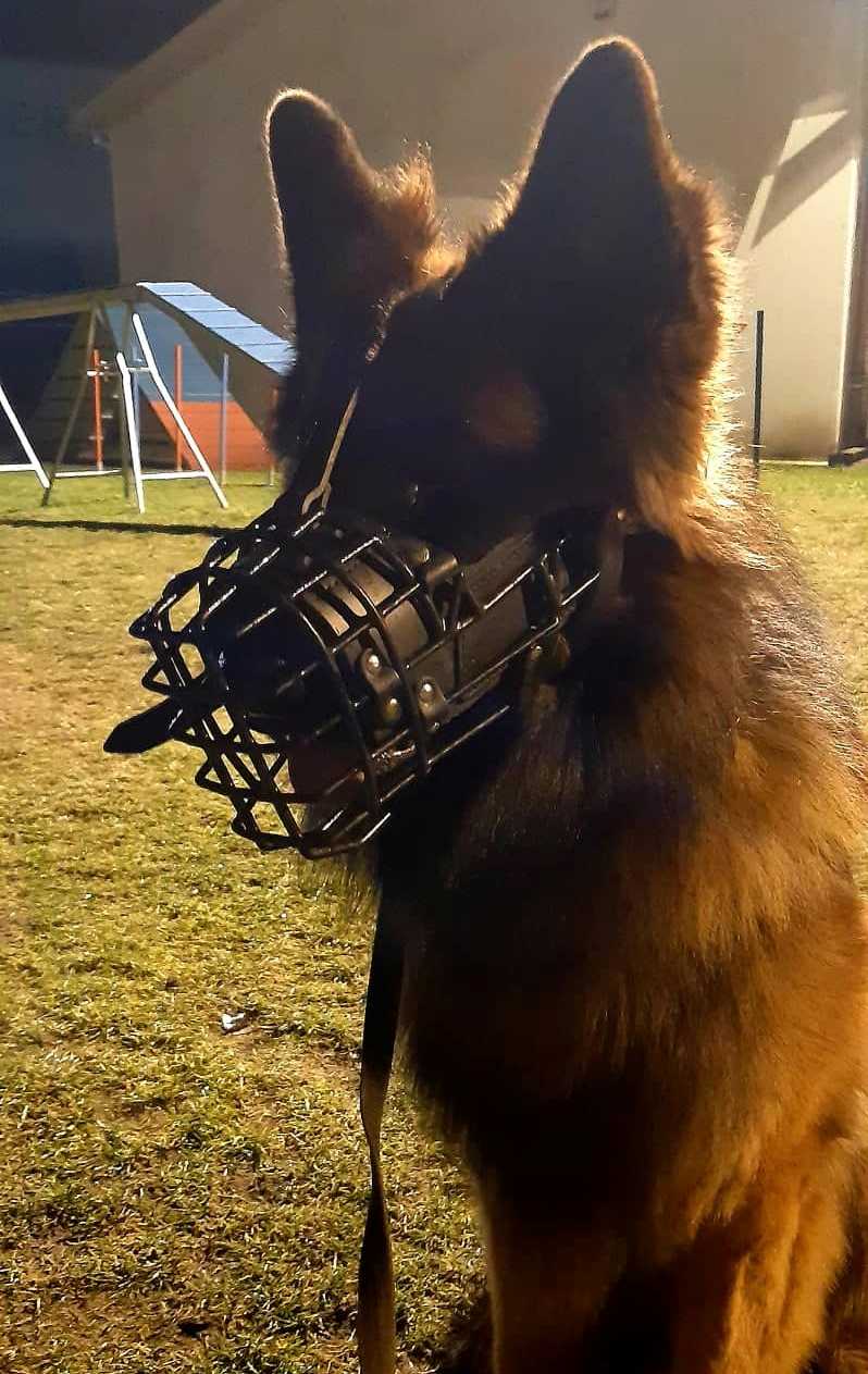 Dingo Gear K-9 физиологичен намордник за немска овчарка