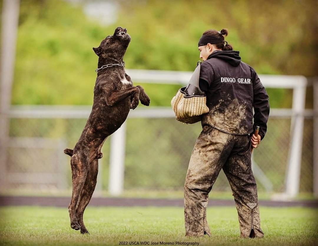 Dingo Gear – Geacă de antrenament super-ușoară din rip-stop