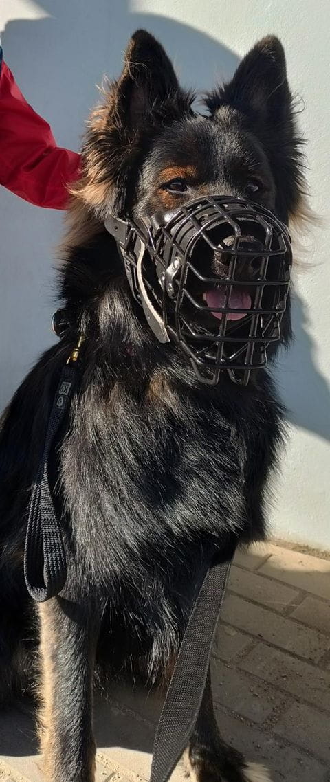 Dingo Gear K-9 физиологичен намордник за немска овчарка