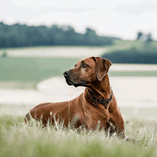 Регулируема яка – с кука SPRENGER, черна неръждаема стомана, 3.0 мм