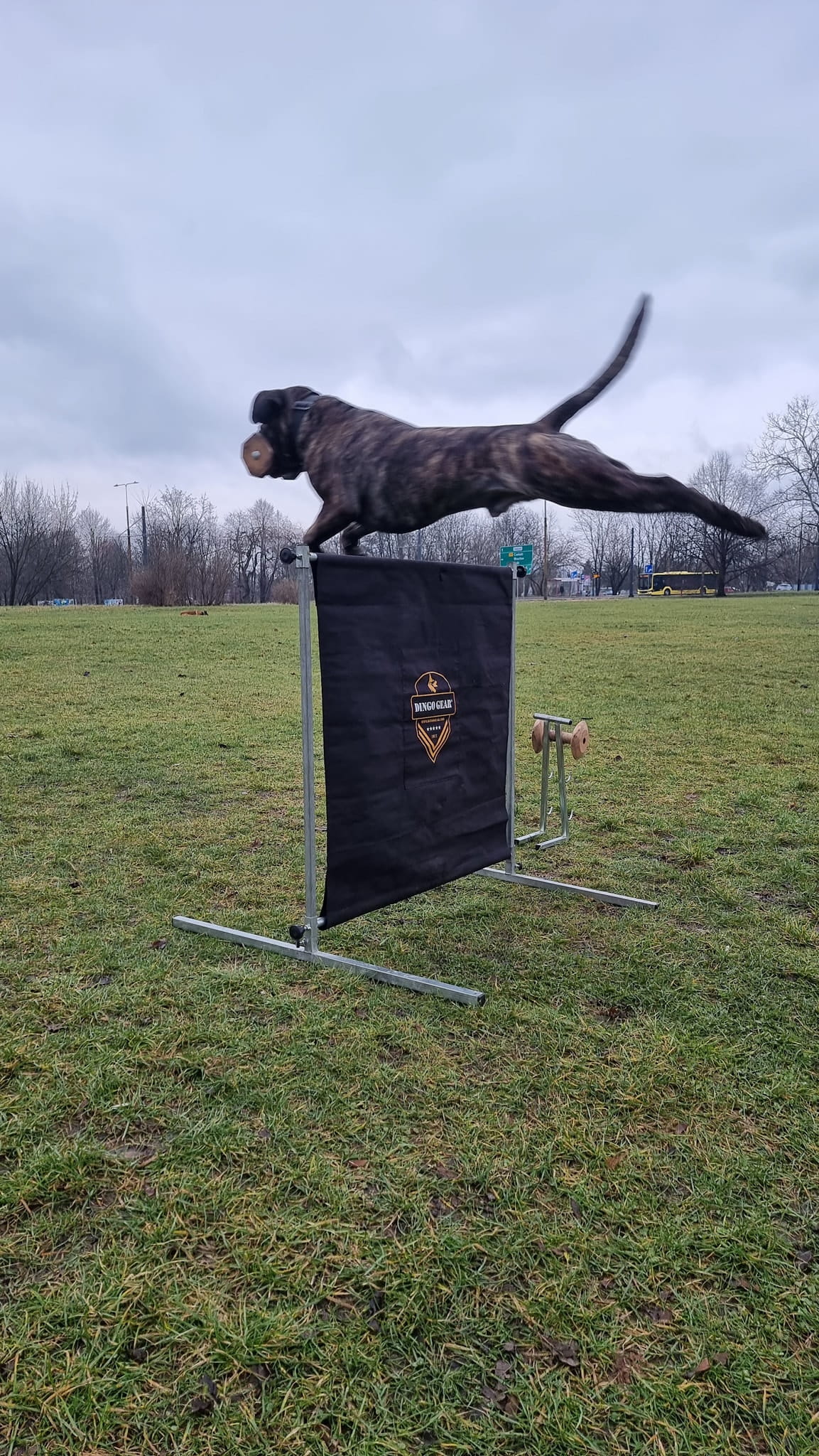 Dingo Gear – obstacol pentru dresaj canin, înălțime 100 cm × lățime 150 cm