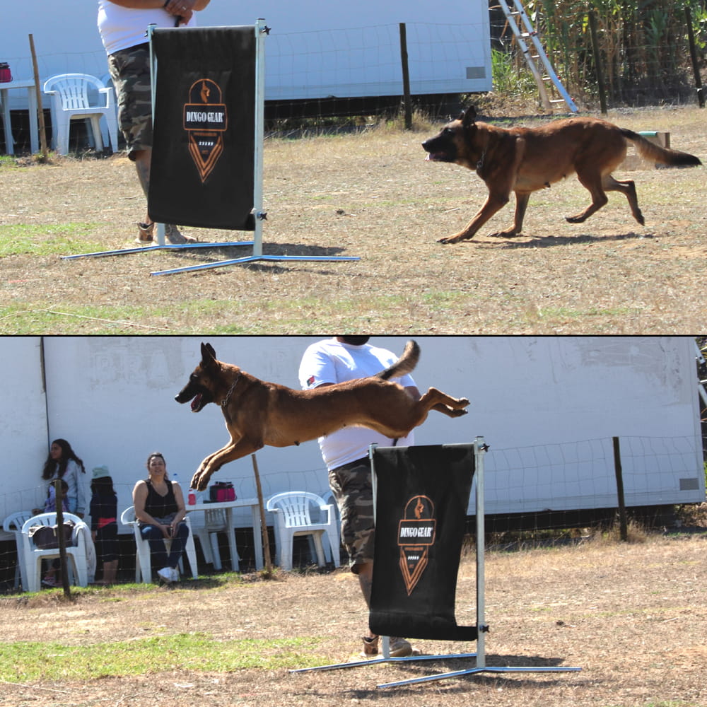 Dingo Gear – obstacol pentru dresaj canin, înălțime 100 cm × lățime 150 cm