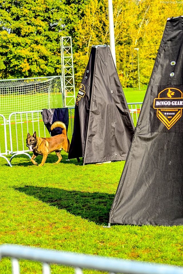 Dingo Gear – Cort pentru figurant (ascunzătoare) cu 4 picioare