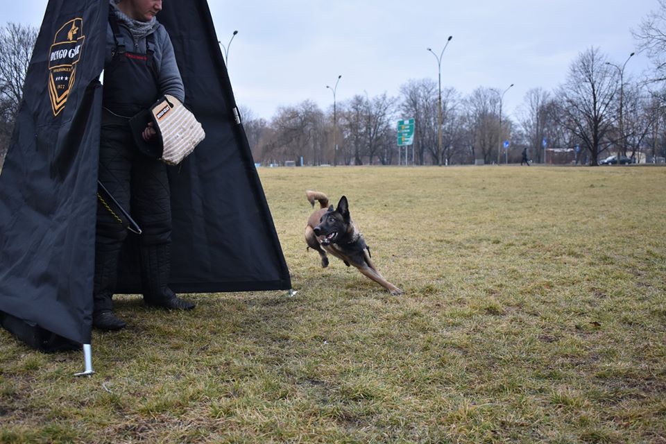Dingo Gear – Cort – Blind pentru figurant (3 picioare) pentru antrenamente IGP / K9