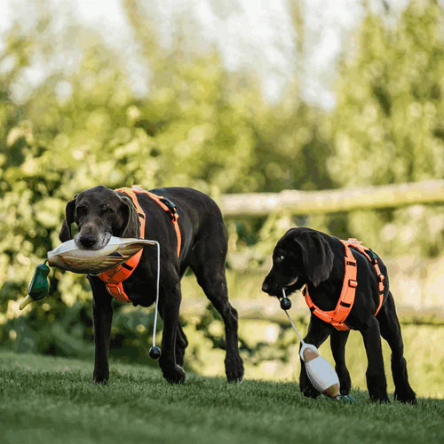 Dummy de aport Sprenger – Rață