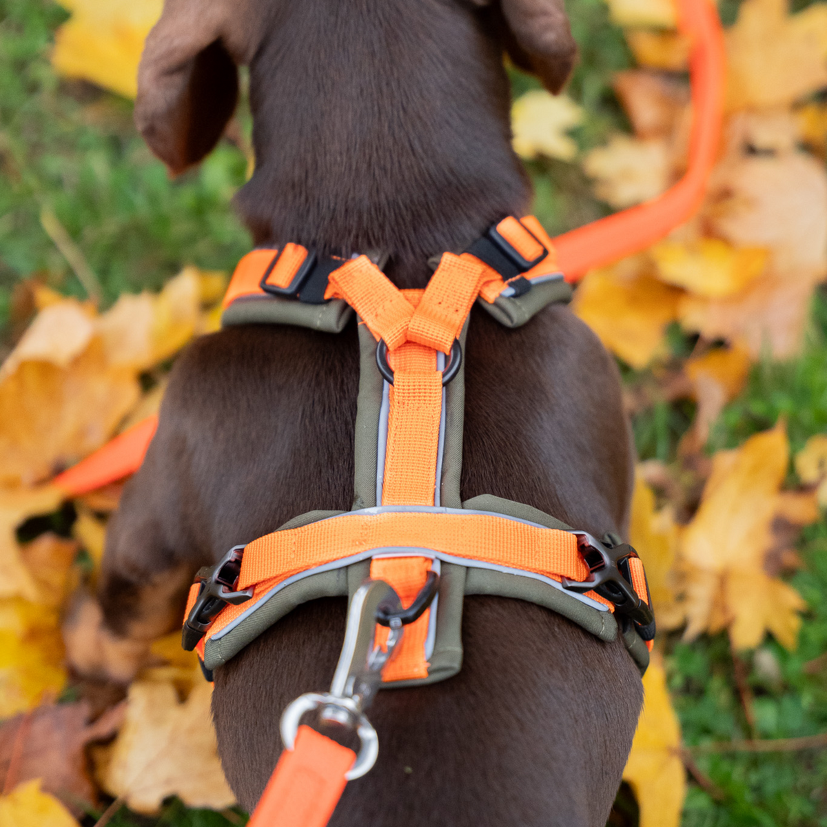 Нагръдник за кучета Y-Harness 2.0
