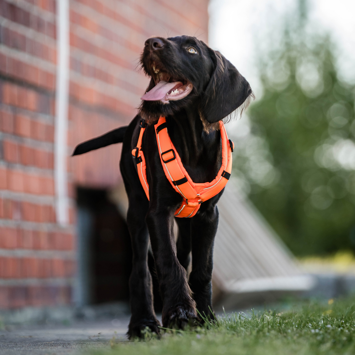 Нагръдник за кучета Y-Harness 2.0