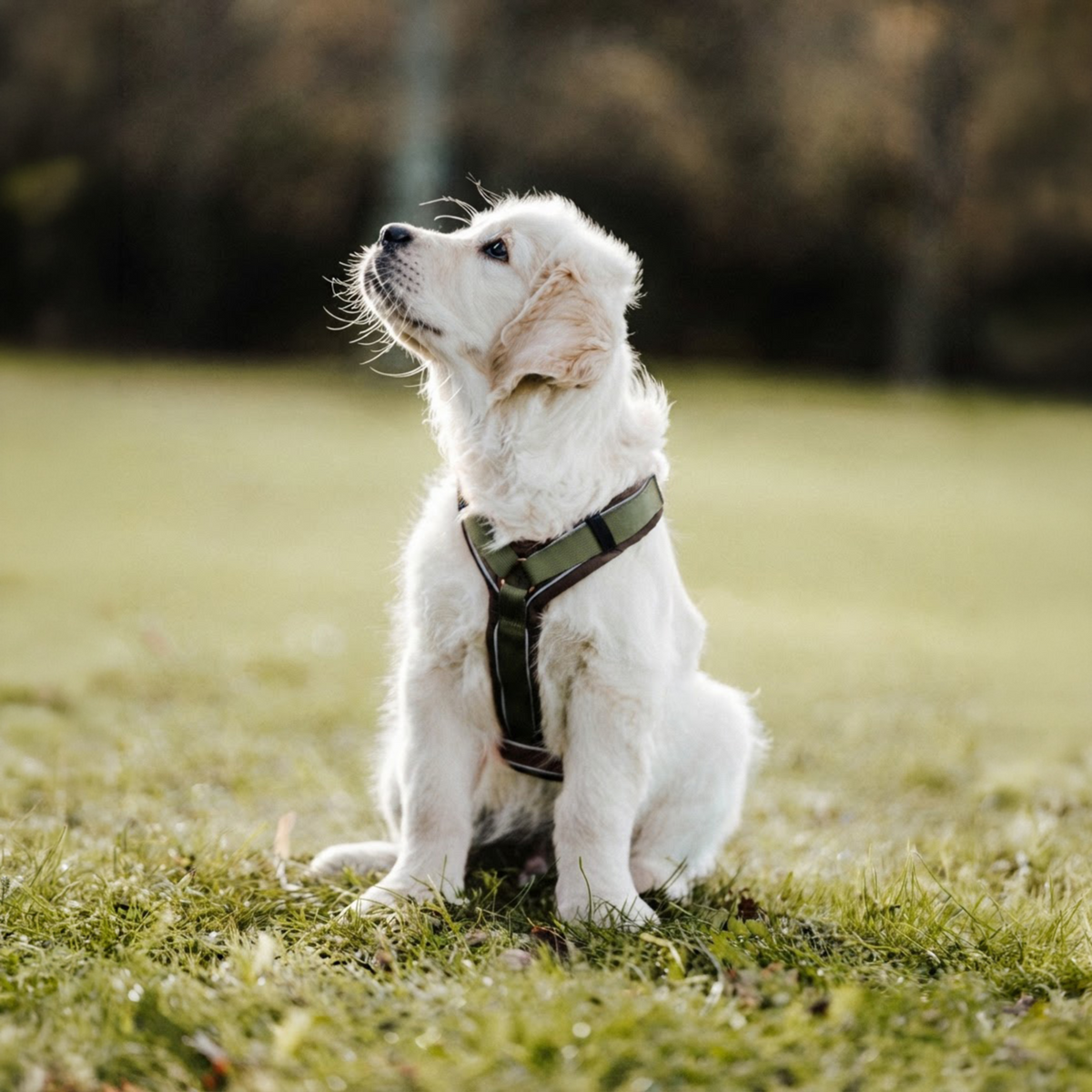 Ham Sprenger Y-Harness 2.0 pentru câini