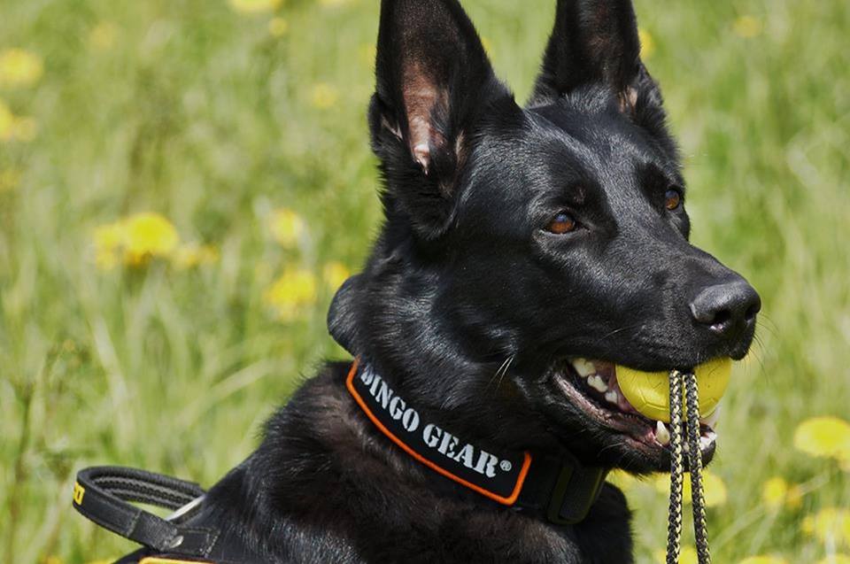 Dingo Gear – minge de antrenament Ø 70 mm cu mâner de 30 cm, moale și flotabilă