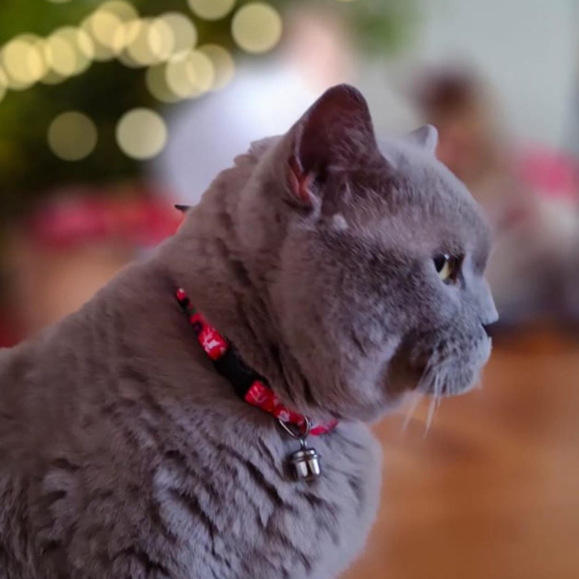 Коледна каишка за котки