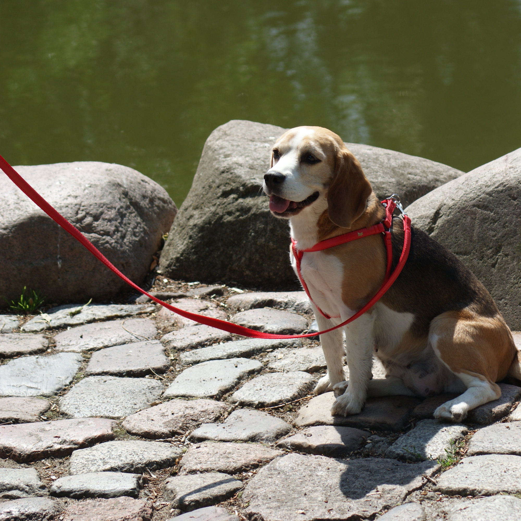 Основна каишка за кучета