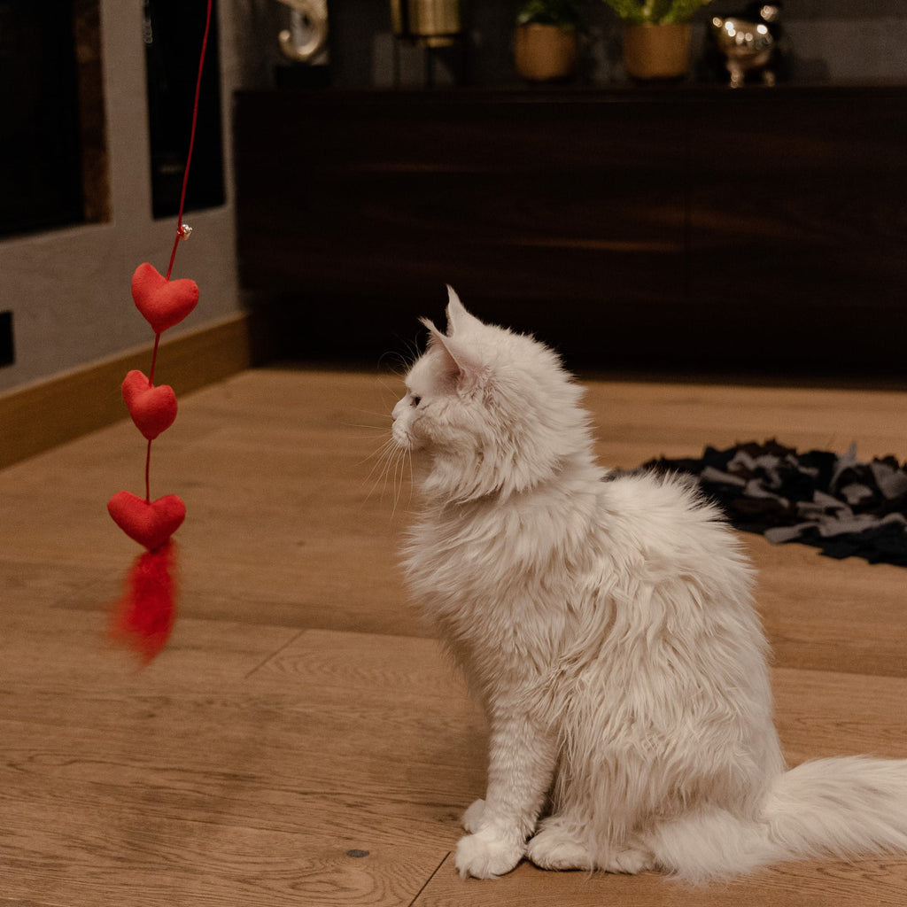 Въдица за котки, които обичат
