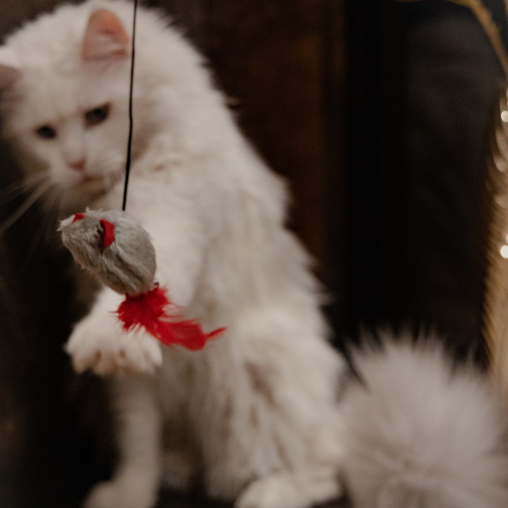 Котка въдица мишка с любовни пера
