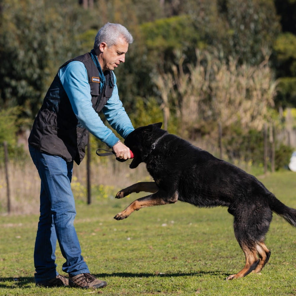 Dingo Gear – жилетка за обучение на кучета