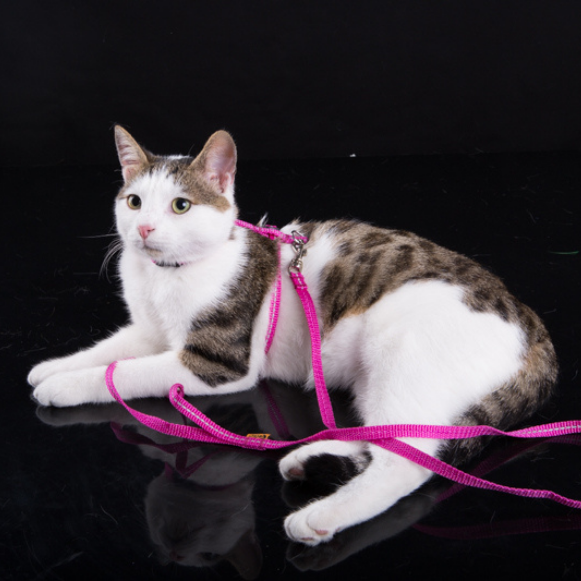 Светлоотразителен колан с каишка за котки "енергия"