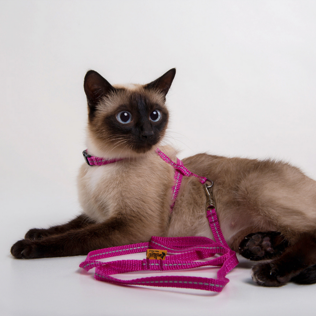 Светлоотразителен колан с каишка за котки "енергия"