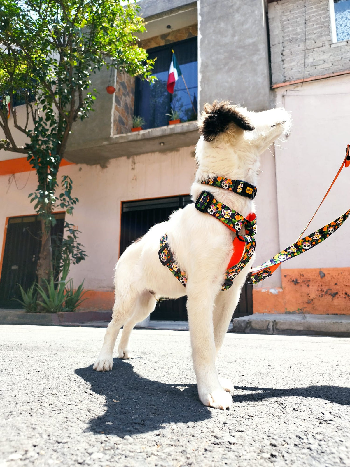 Регулируем нашийник City Chiapas