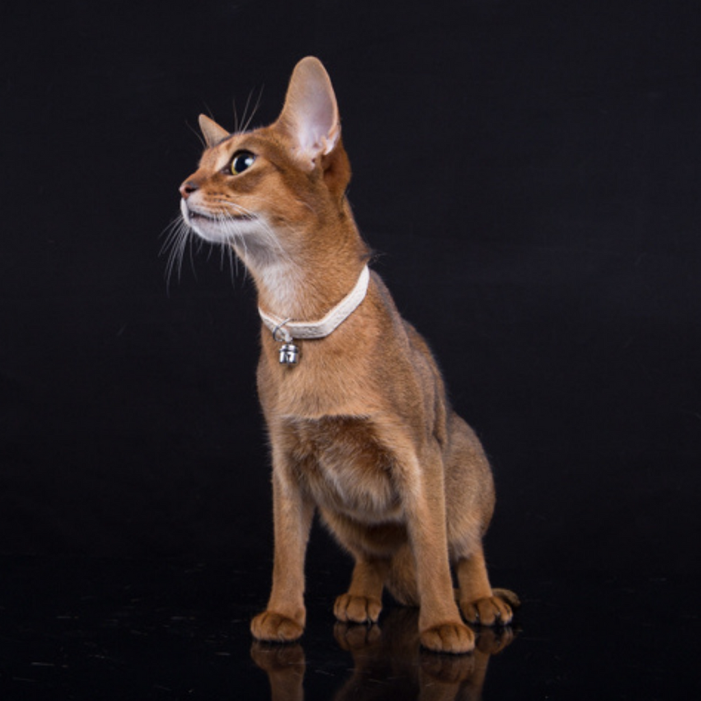 Елегантна котешка каишка