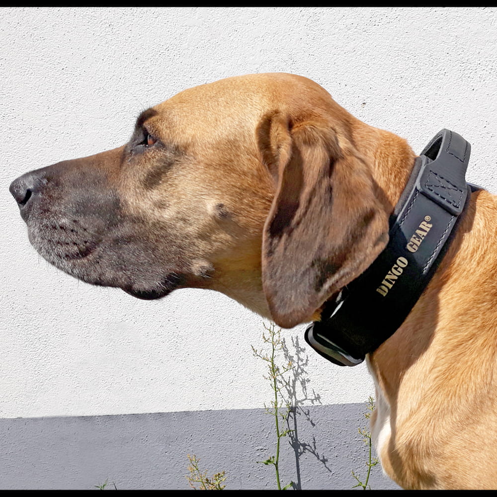Dingo Gear – DRAGO лентов нашийник с дръжка, черен цвят