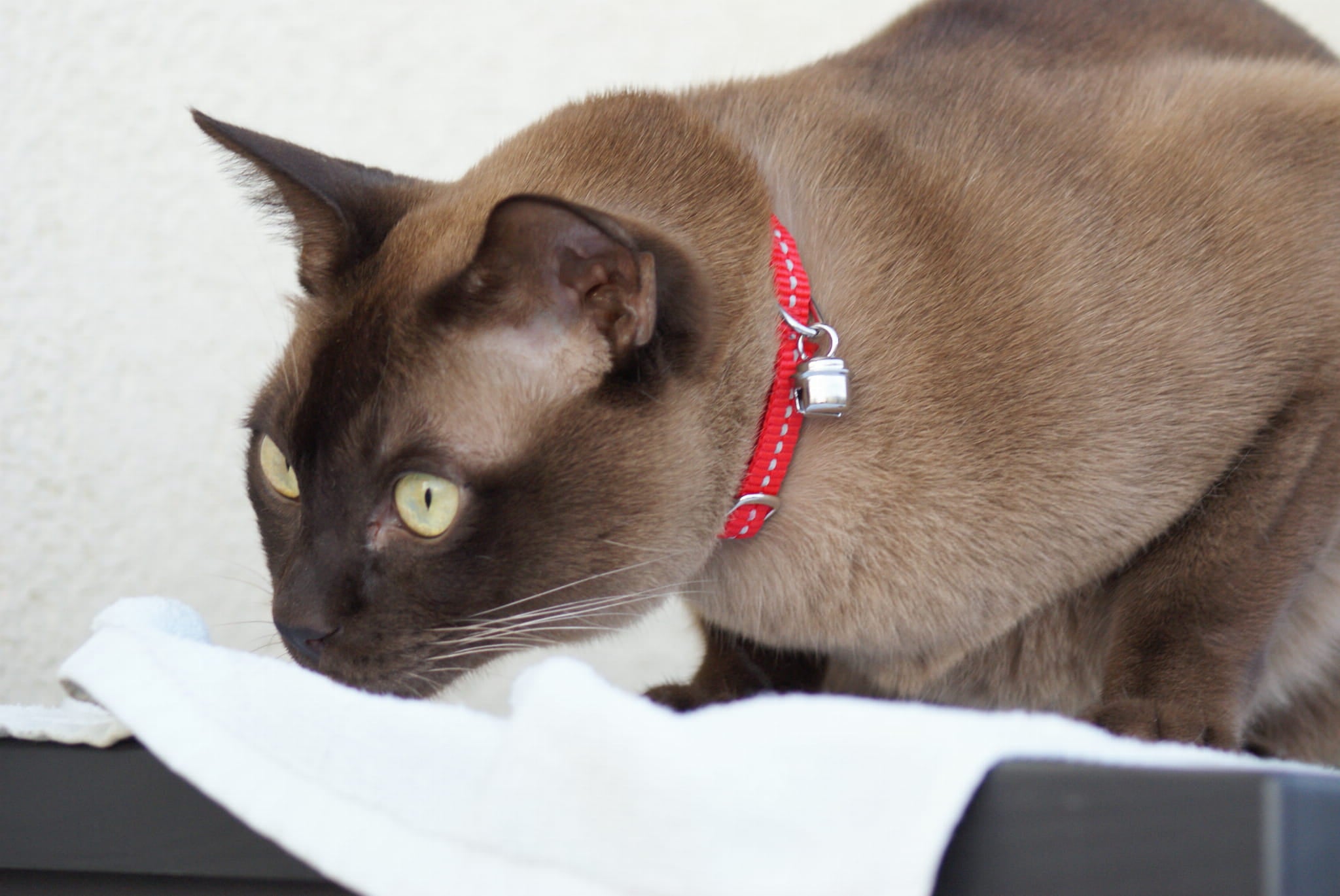 Регулируема яка със светлоотразителни елементи