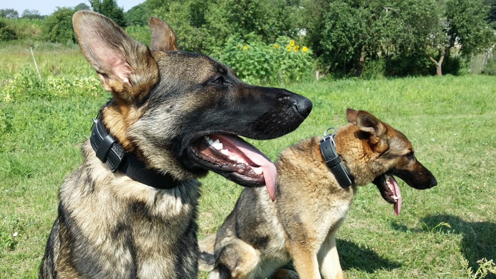 Dingo Gear MAX – нашийник от естествена кожа, черен цвят