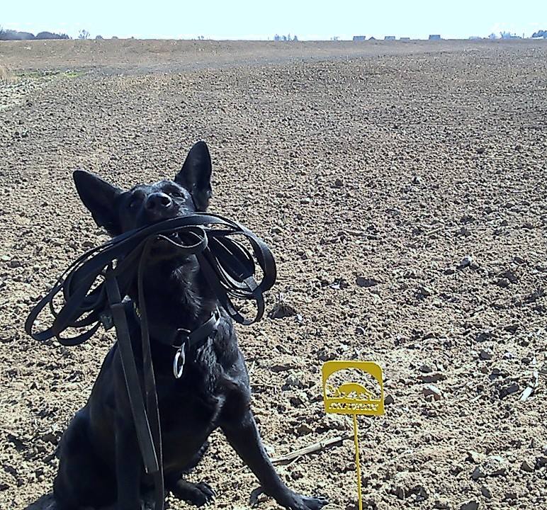 Dingo Gear – Гумирана каишка за обучение, без дръжка – за големи кучета