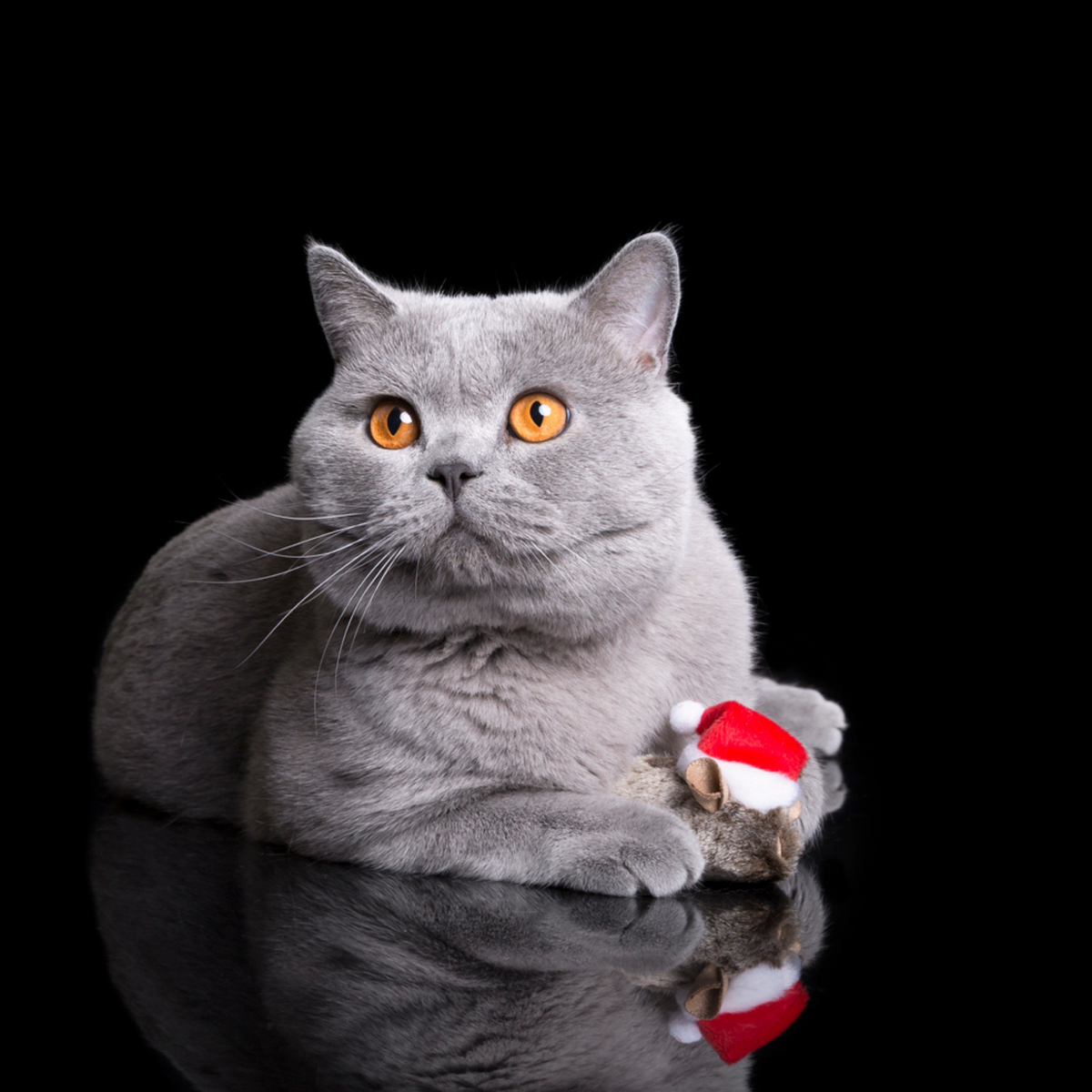 Коледна мишка за котки Николай