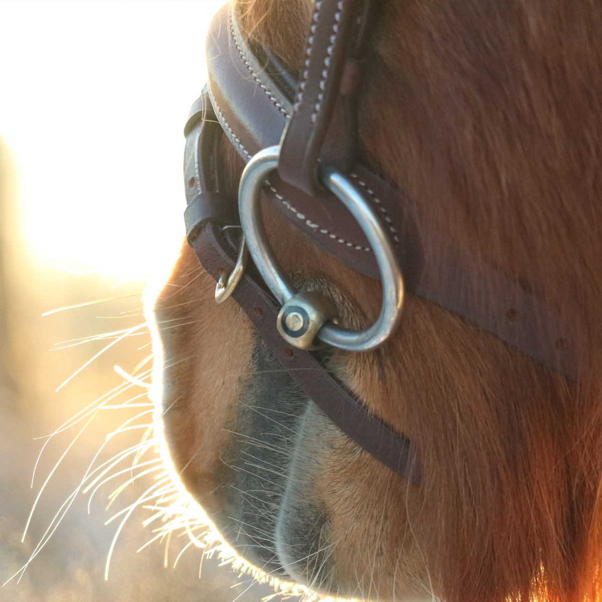 Bridon WH ULTRA