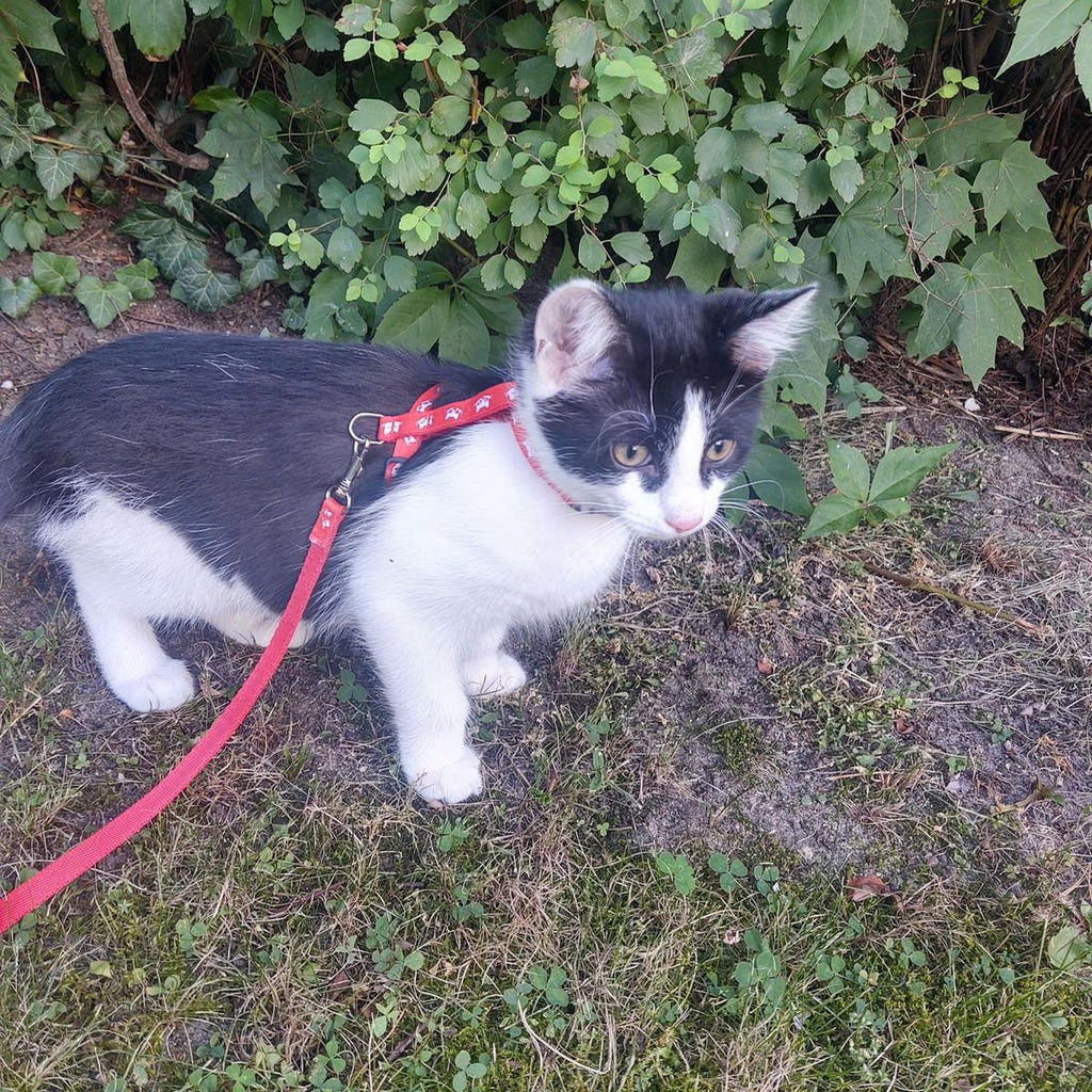 Нагръдник за котки "Kicio"