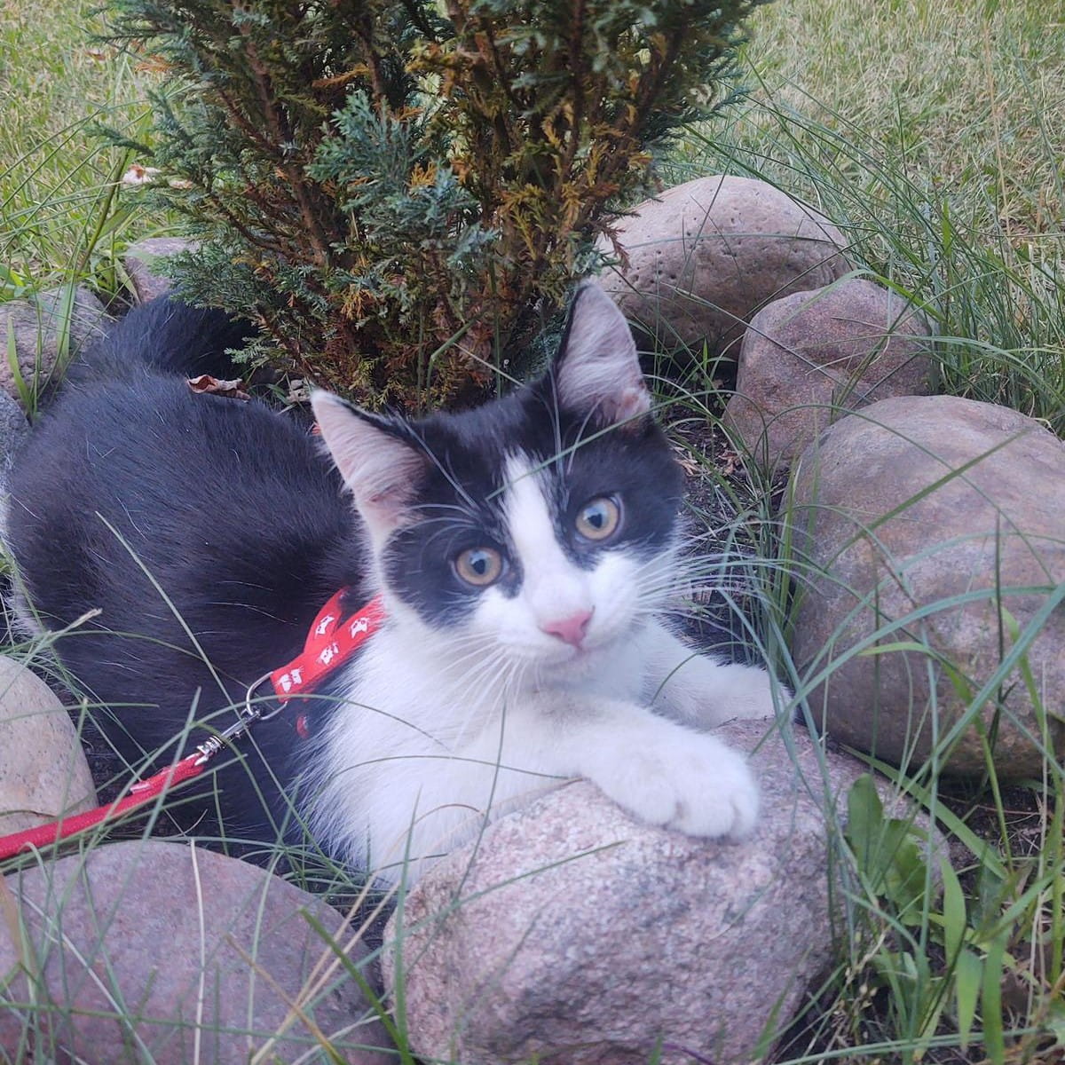 Котешки нагръдник и каишка "kocurro"