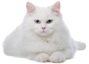 Котки