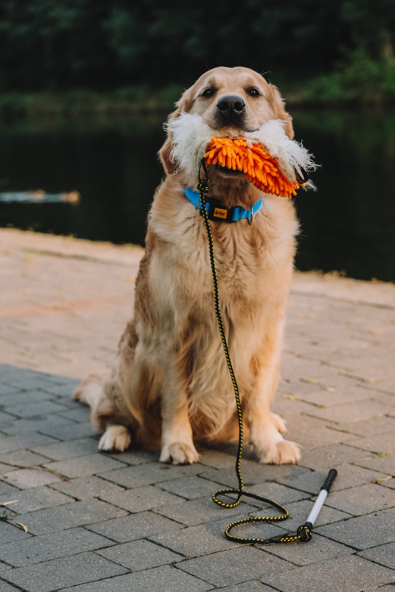Клечка за кучета със сменяеми накрайници: оранжев моп + вълна